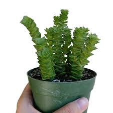 Image result for Crassula alticola