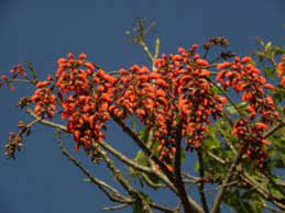 Image result for Erythrina falcata