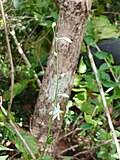 Image result for Chlorophytum angustissimum
