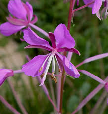 Image result for Onagraceae