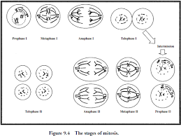 Meiosis 1 stages quizlet from mitosis and meiosis worksheet answer key , source:therlsh.net. Meiosis Handout Amoeba Sisters Meiosis