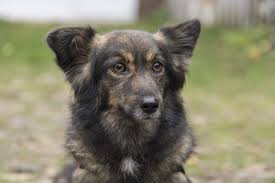 Coco sucht ein zuhause bei unternehmungslustigen menschen, die bereits hundeerfahrung mitbringen, um sie sicher durch den alltag zu führen. Happy End Tierwork E V