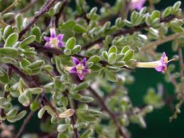 Image result for Lycium pilifolium