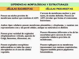 Cuadros Comparativos Diferencias Entre Celulas Procariotas Y Eucariotas Cuadro Comparativo Celulas Procariotas Celulas Celula Eucariota