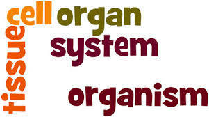 It consists of a group of structurally and functionally similar cells and their intercellular material. Cell Tissue Organ System And Organism Natural Science 2