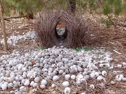 bower bird nest | this bird's decorated his nest with white,… | Flickr