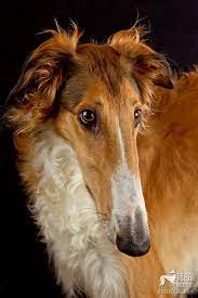 Day 112 My Model T Borzoi Dog Dog Breeds Dogs