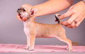 Cuando Dejara De Crecer Tu Chihuahua Como Saberlo