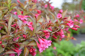 Woody species are defined as plants whose stems and trunks survive above ground during the winter season. Best Shrubs
