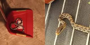 Manage your video collection and share your thoughts. è›‡ä¸è«‹è‡ªä¾†æ•™ä½ æ€Žéº¼æ‡‰ä»˜ ç¿»çˆ† ç¿»å ±