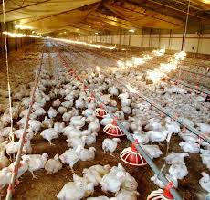 Simple Poultry Housing Tips For Poultry Owner Poultry Farm Broiler Chicken Poultry House