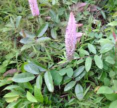 Image result for Uraria