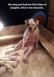 We did not find results for: 150 Funny Puppy Pictures Ideas Cute Animals Funny Animals Cute Dogs