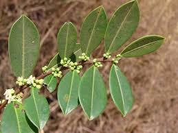 Image result for Erythroxylum zambesiacum