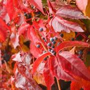 Image result for Rhoicissus rhomboidea