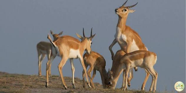 Sambar Deer