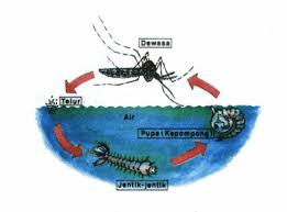 Stand up comedian actor, mc, host creative & comedy writer an architect lawak solo super spontan 2018 booking 0129079081 nornizam.yusof@gmail.com. Metamorfosis Nyamuk Proses Penjelasan Tempat Dan Gambar
