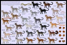 To mimic the look of a wild cat, bengals have wide noses with prominent nose leather (the skin on the tip of the nose), and the muzzle is completed with prominent whisker pads. Bengal Color Chart By Mambastar On Deviantart