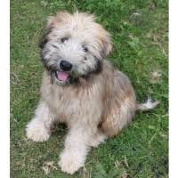 Use the search tool below and browse adoptable wheaten. Soft Coated Wheaten Terrier Puppy Dog For Sale In Orlando Florida