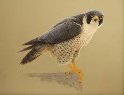 Search & download high quality collections of free peregrine falcon images from allrefer.com's picture library. All You Need To Know About Peregrine Falcons The Facts