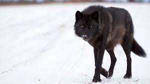 I understand the confusion as you it comes in only dark gray forms. The Mystery Of North America S Black Wolves