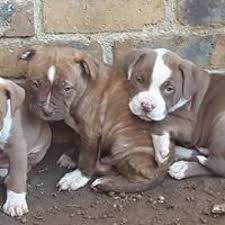 Cheap pitbull puppies and best buying decisions when you buy pitbull puppies usa from us, you get in touch with us immediately to buy one of our pitbull puppies for sale in usa and nearby your location across usa & canada good mannered pitbull puppies with ample exposure to socialization. Registered Pure Bred Pitbull Puppies Kempton Park American Pit Bull Terrier Puppies Dog Breeders Gallery