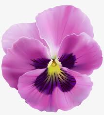 Sun flower on transparent background in the additional png file. Violet And Pink Flowers Png Png Image Transparent Png Free Download On Seekpng