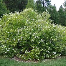 In fact, our nursery manager snipped a few flowers off we have several different colors of the rose of sharon tree. Rose Of Sharon Tree On The Tree Guide At Arborday Org