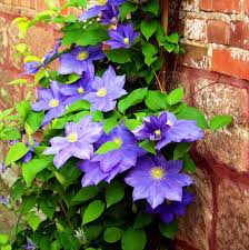 20 gorgeous flowering vines to add vertical color to your yard and garden. 14 Easy To Grow Vine Plants With Colorful Blooms