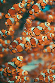 Memorandum Photo In 2020 Beautiful Sea Creatures Animal Wallpaper Cute Wallpaper Backgrounds