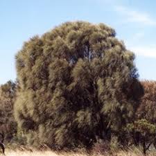 Image result for Casuarina verticillata