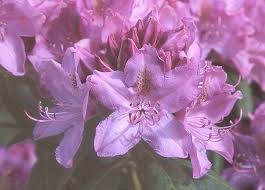 Rhododendron Roseum Elegans Rhododendron Evergreen Flowers Plants