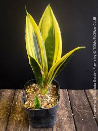 Image result for Sansevieria trifasciata