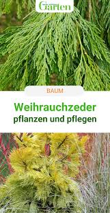 Weihrauchzeder Raritat Mit Vielfaltigen Formen In 2020 Pflanzen Immergrune Pflanzen Rauchen