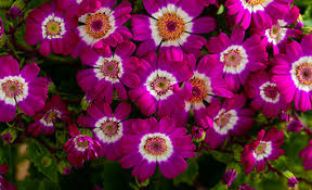 Image result for Cineraria