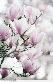 Pin On Spring