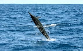 The Spinner Dolphin Earns Its Name In Stunning Footage From Netflix S Our Planet Beautiful Sea Creatures Dolphins Sea Creatures