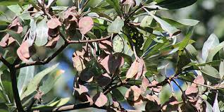 Image result for Terminalia sericea