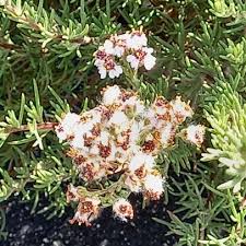 Image result for Eriocephalus ambiguus