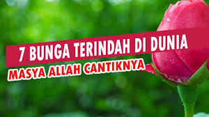 Dalam jurnal perdagangan, genus ini biasa disebut sebagai bulb. Masya Allah Cantiknya Ini Dia 7 Bunga Terindah Di Dunia Selayaknya Permasuri Yang Turun Dari Awan Youtube