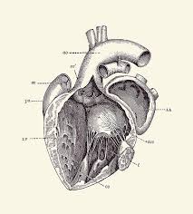 Bland white garland syndrome versus normal heart anatomy. Vintage Anatomy Diagrams Black And White Heart Anatomy Diagram Black And White Dictionary Art Etsy Vintage Illustration Of Anatomy Human Skull Frontal View Anatomical Descriptions In Italian Vintage Illustration Of