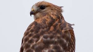 Atlanta hawks statistics and history. Nesting Season Beginning Soon For Hawks How To Keep Pets Yourself Safe Wkbn Com