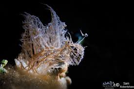 Image result for Melinis subglabra