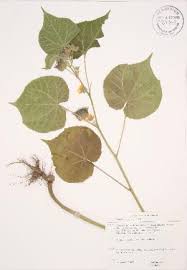 Image result for Abutilon sonneratianum