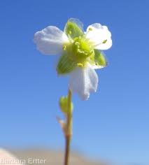 Image result for Alismataceae