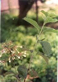 Tanaman keji beling atau pecah beling atau sambaing ini memiliki banyak manfaat untuk mengatasi berbagai penyakit dan juga menjaga kesehatan tubuh. Keci Beling Mutia Rahmah