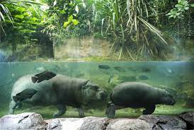 Found On Bing From Forums Frontier Co Uk Singapore Zoo Zoo Zoo Animals