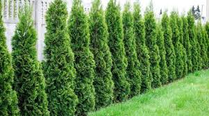 Armut dikimi için, elma, kiraz bir bahçıvan kendisi için en uygun dönemi seçebilir. Leylandi Ne Zaman Dikilir Cicekal Net