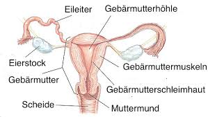 S1 + ida, leitlinie der deutschen gesellschaft für gynäkologie und geburtshilfe. Frau Primare Sekundare Geschlechtsmerkmale