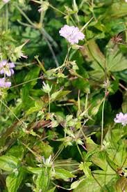 Image result for Geranium aculeolatum